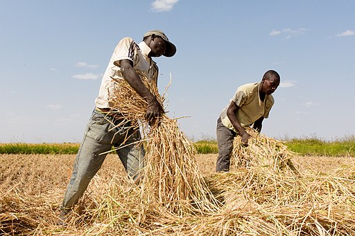 Farmers_in_Igunga,_Tanzania