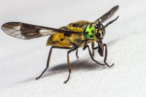 Close up picture of a fly